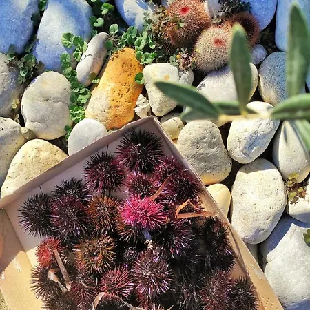 Kallmi View Eco Bed & Breakfast Durrës