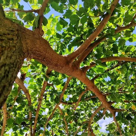 Kallmi View Eco Bed & Breakfast Durrës