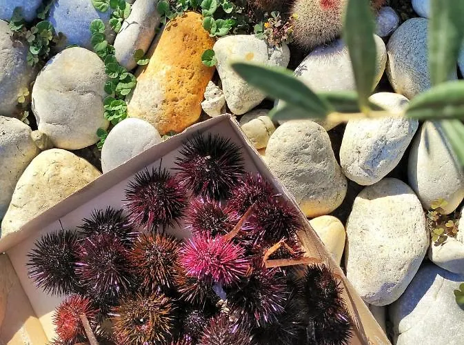 Kallmi View - Nature Retreat On The Albanian Adriatic Coast 住宿加早餐酒店 Durrës